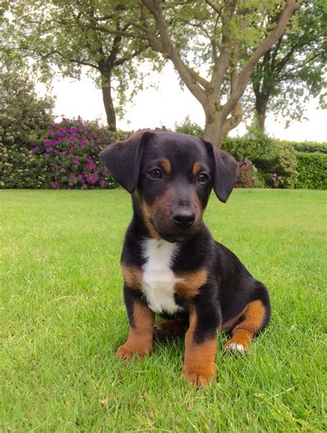 Irlandes Preto E Tan Jack Russell Terrier