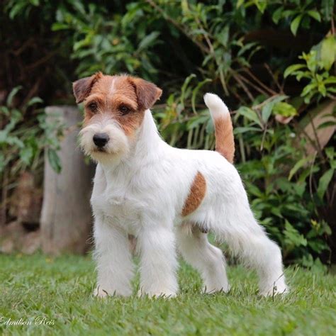 Irlandes Preto E Tan Jack Russell Terrier Filhotes