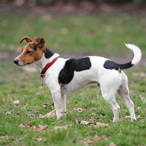 Jack Russell Terrier Chihuahua Mistura De Preto E Branco