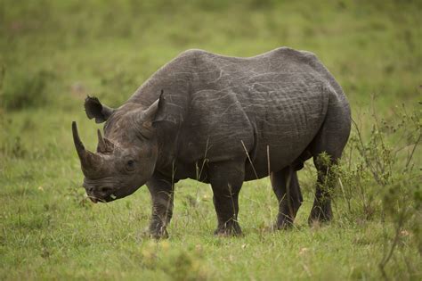 Jogue African Rhino Online