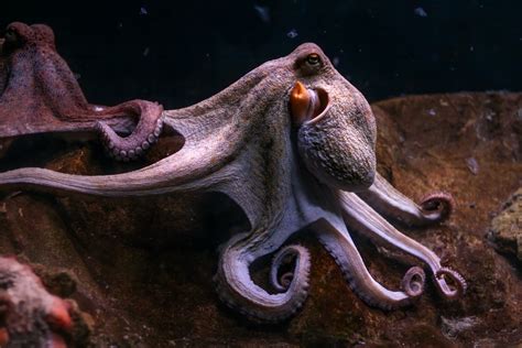 King Octopus Netbet
