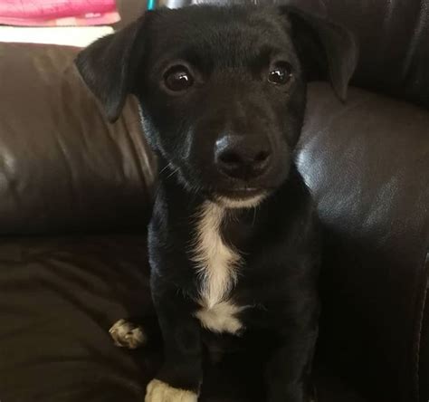 Labrador Preto De Jack Russell Terrier Mix