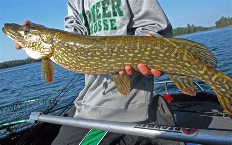 Lago Vermelhao Northern Pike Limite