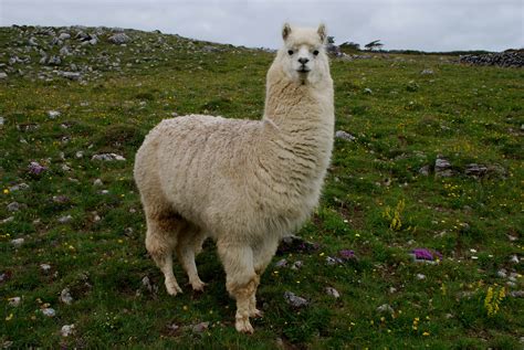 Lama Glama Blaze