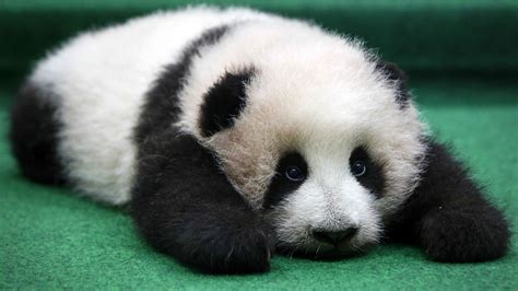 Little Panda Betsul