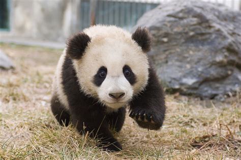 Little Panda Brabet