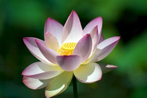 Lotus Flower Betsul