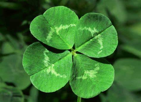 Lucky Clover 3 Brabet