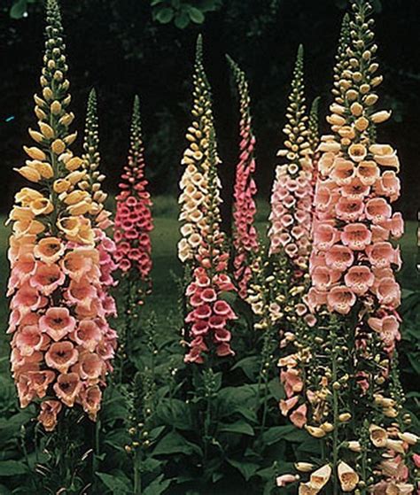 Lucky Foxglove Blaze