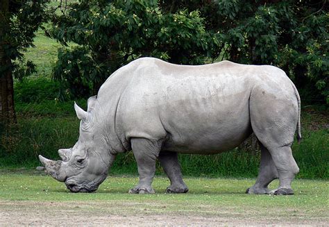 Majestic White Rhino Betsul