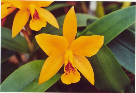 Mandarin Orchid Bet365