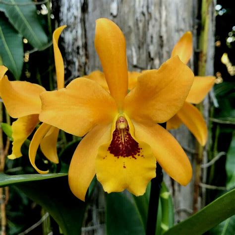 Mandarin Orchid Betfair