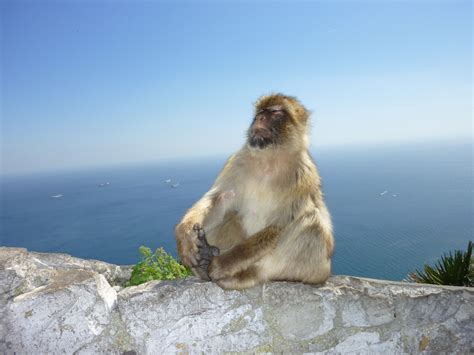 Mar Fendas De Macaco