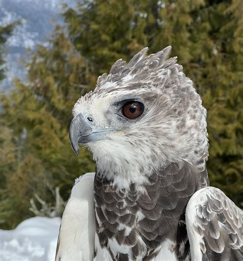 Martial Eagle Novibet