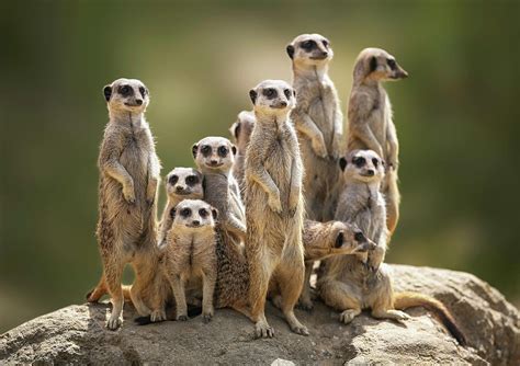 Meerkats Family Betsul