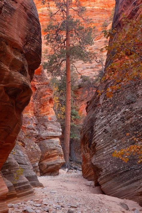 Metro Slot Canyon Zion