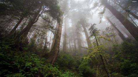 Misty Forest Betsul