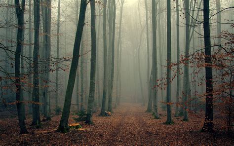 Misty Forest Parimatch