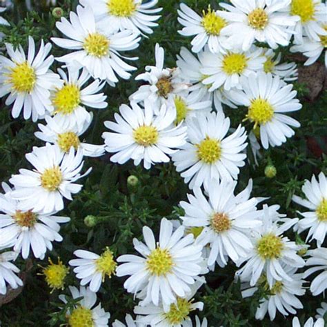 Monte Cassino Aster