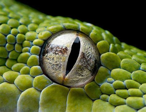 Os Olhos De Cobra Merda De Pagamento