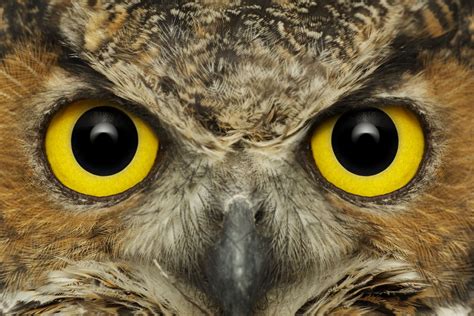 Owl Eyes Bet365