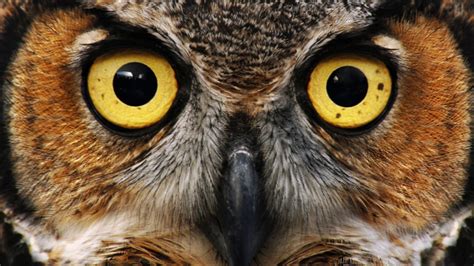 Owl Eyes Brabet