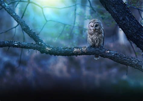 Owl In Forest Betano