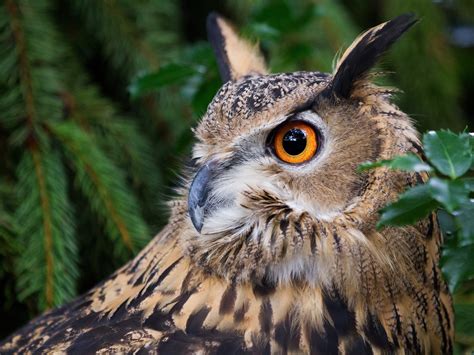 Owl In Forest Betsson