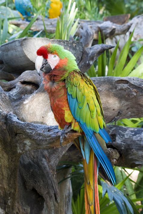 Parrots Of The Caribbean Betano