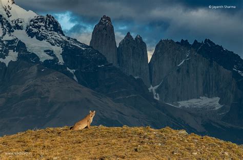 Patagonia Wild Betsul