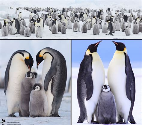 Penguin Family Betano