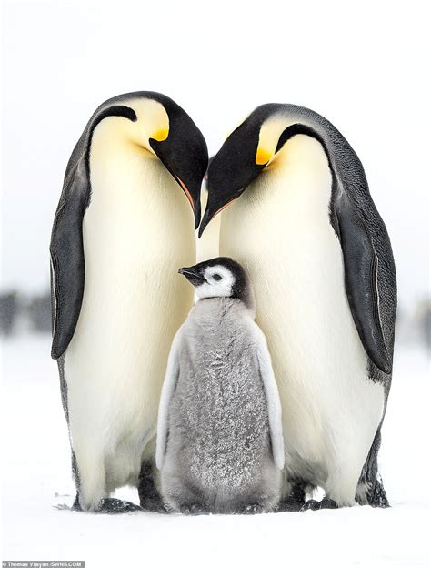 Penguin Family Leovegas