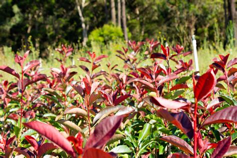 Photinia Blackjack