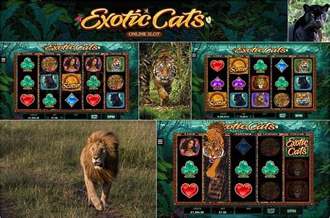 Play Exotic Cats Slot