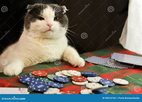 Poker Gato Gordo