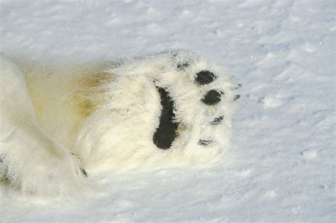 Polar Paws Parimatch