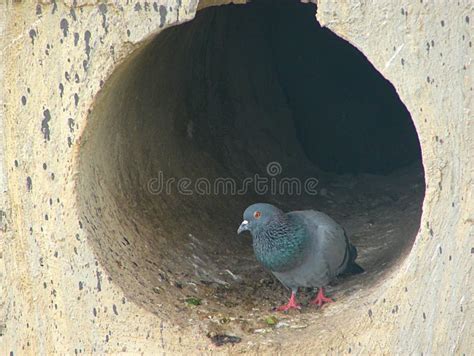 Pomba Trovare Trucchi De Fenda