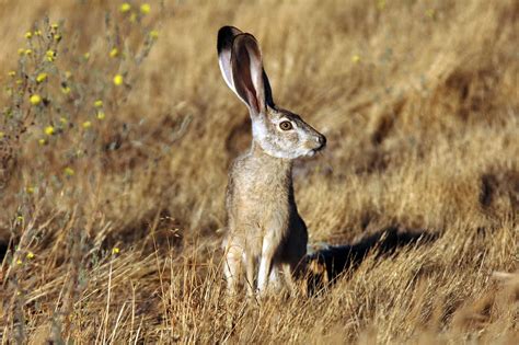Preto De Cauda Jack Rabbit Especies Invasoras