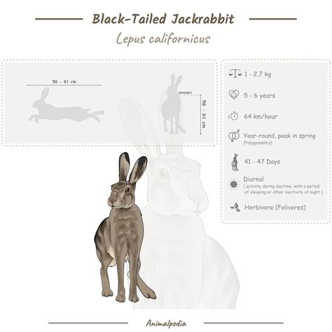 Preto De Cauda Jackrabbit Adaptacoes