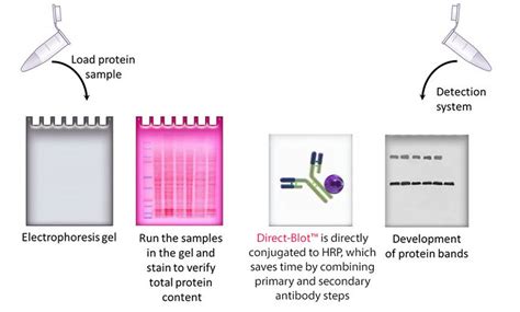 Proteina Slot Blot