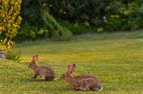 Rabbit Garden Blaze