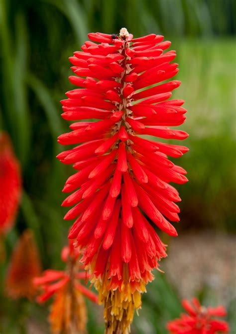 Red Hot Poker Planta De Poda