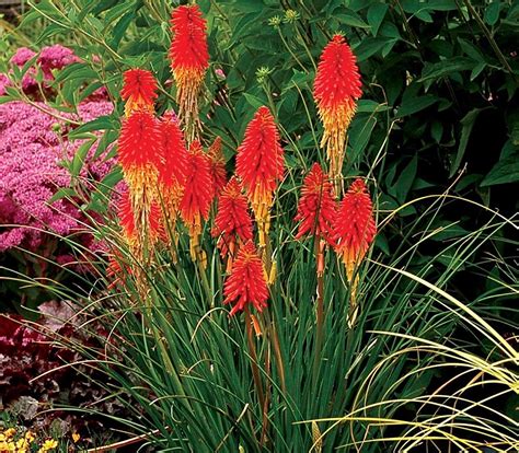 Red Hot Poker Planta De Zonas De