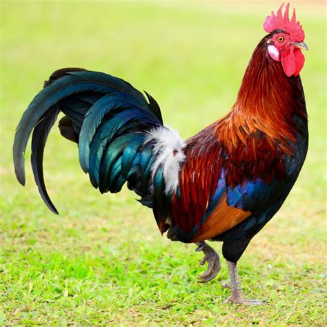 Rooster Betsul