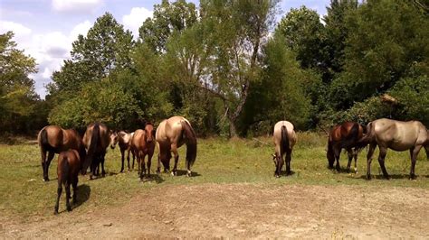 Selvagem Mustangs Blackjack Montanha Oklahoma