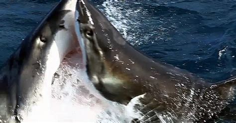 Shark Fight Netbet