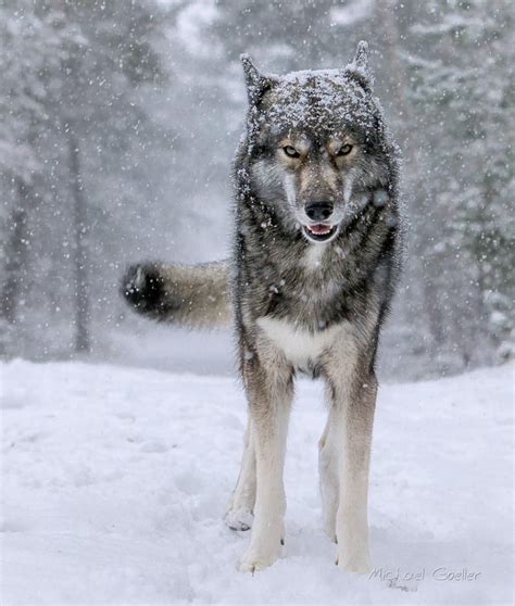 Siberian Wolves Sportingbet