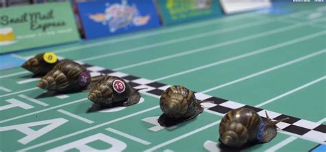 Snail Race Betsson