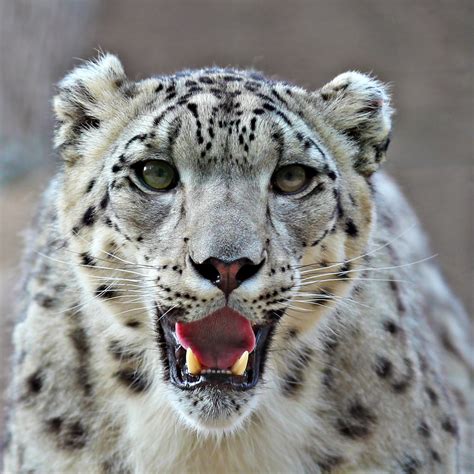 Snow Leopard Parimatch