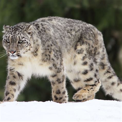 Snow Leopards Bet365